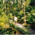 Daintree NP, Rainforest